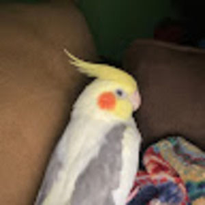 Meet your Posher, Ayham